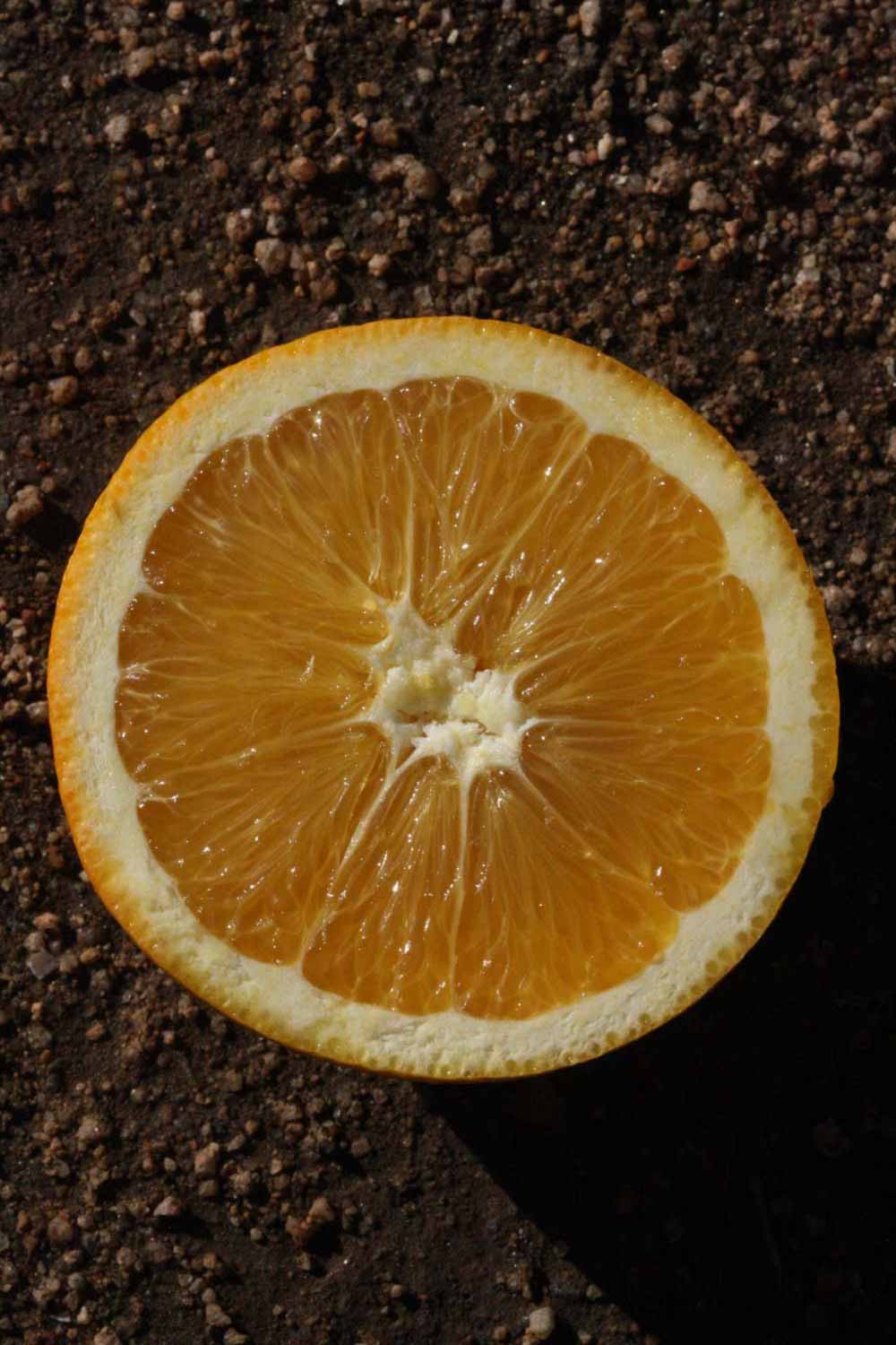              Fruit cross-section (Palmer, Riverside, CA)       